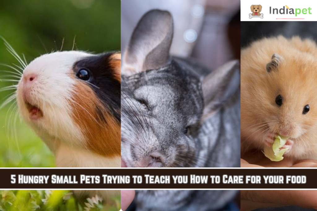 5 Hungry Small Pets Trying to Teach you How to Care for your food