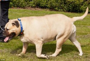 World’s Top 5 Fattest Dogs with Images