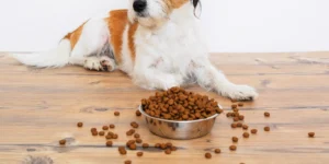 Is Grain-Free Dog Food Bad For Dogs?