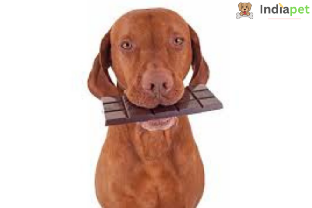 What to do if your dog eats chocolate ?
