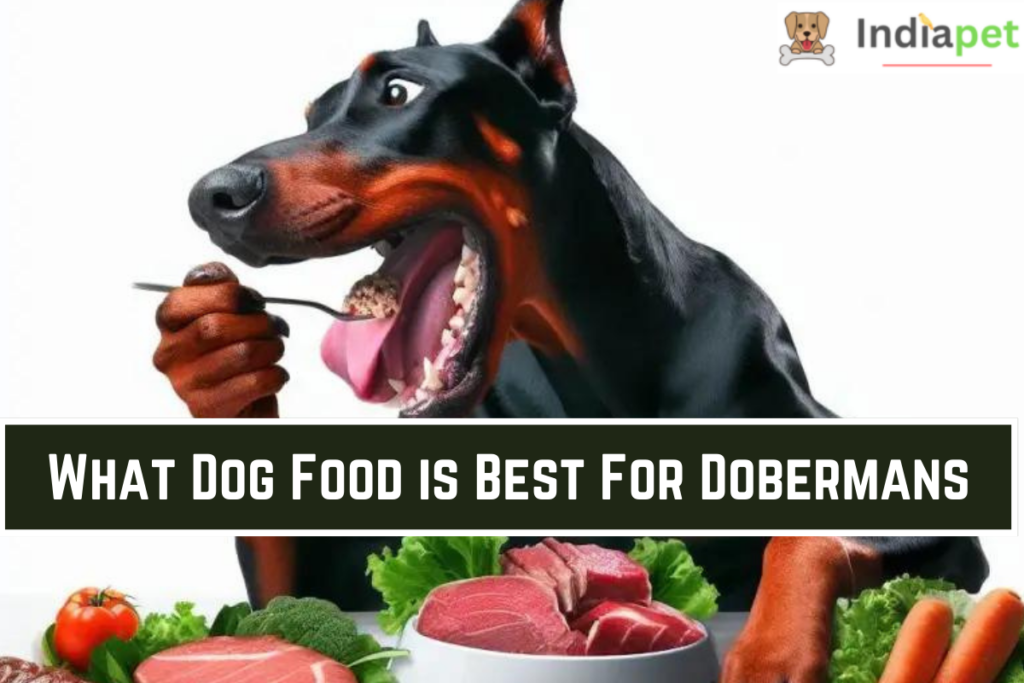 What Dog Food is Best For Dobermans