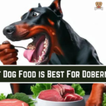 What Dog Food is Best For Dobermans