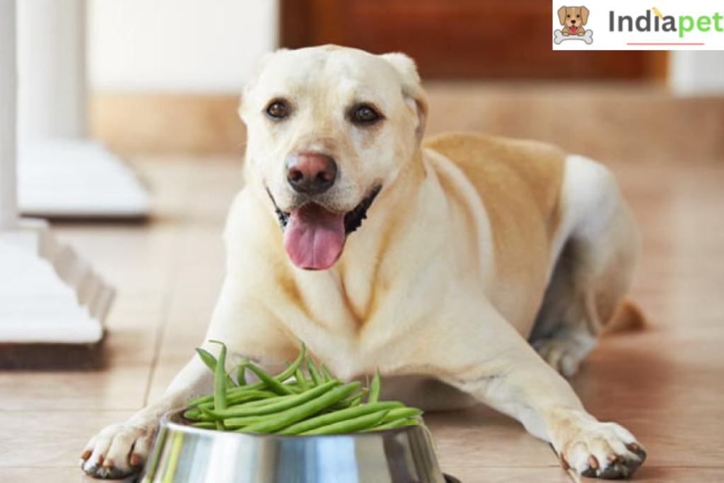 What Vegetables are Good For Dogs?