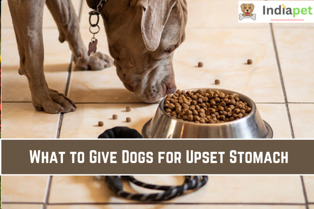 What to Give Dogs for Upset Stomach