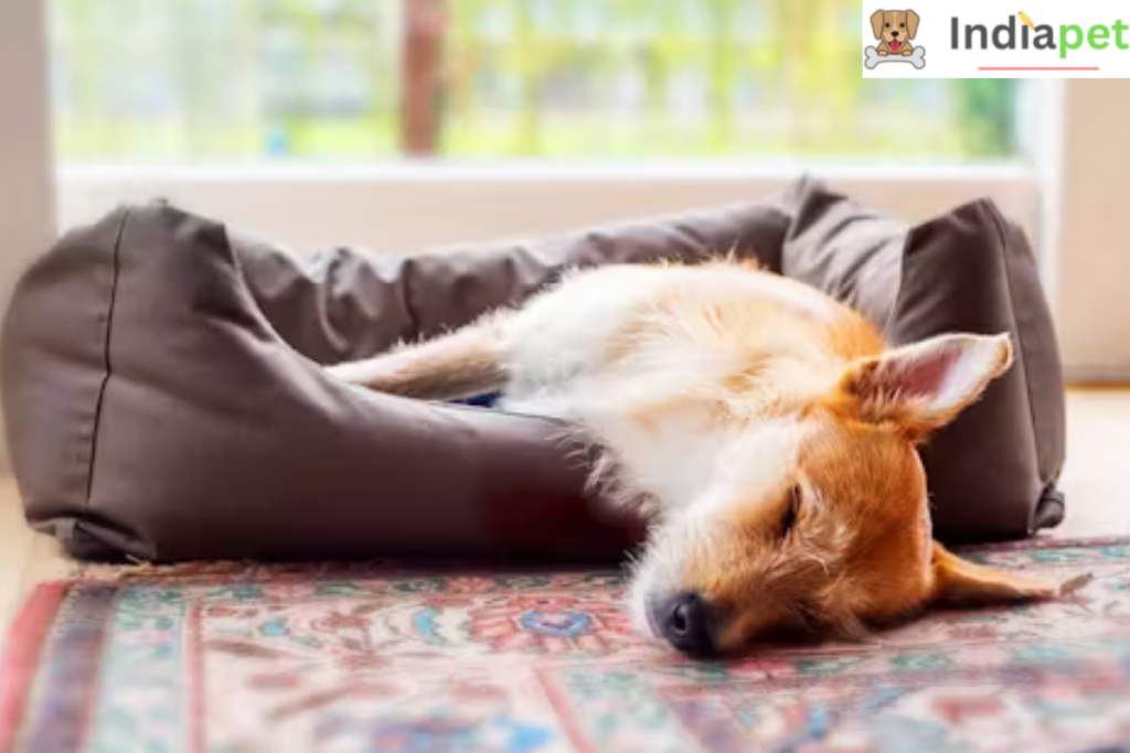 Why Do Dogs Sleep So Much ?