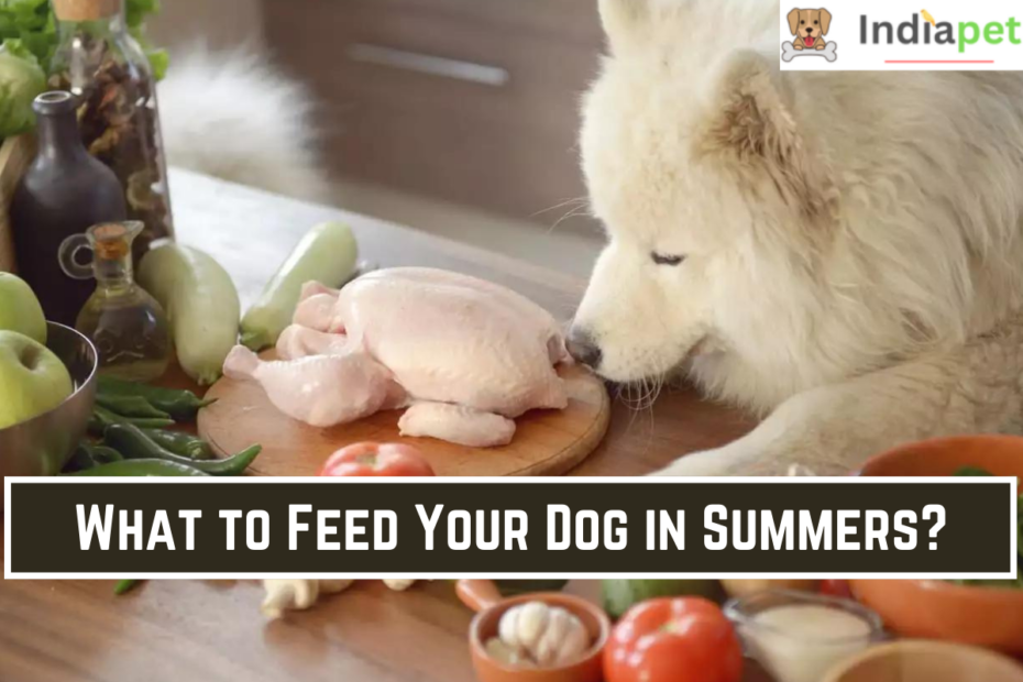 What to Feed Your Dog in Summers?