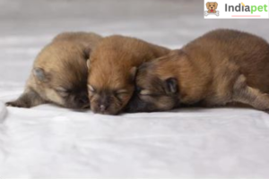 Watch Newborn Pomeranian Puppy Grow - The first 14 days
