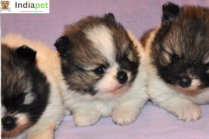Watch Newborn Pomeranian Puppy Grow - The first 14 days