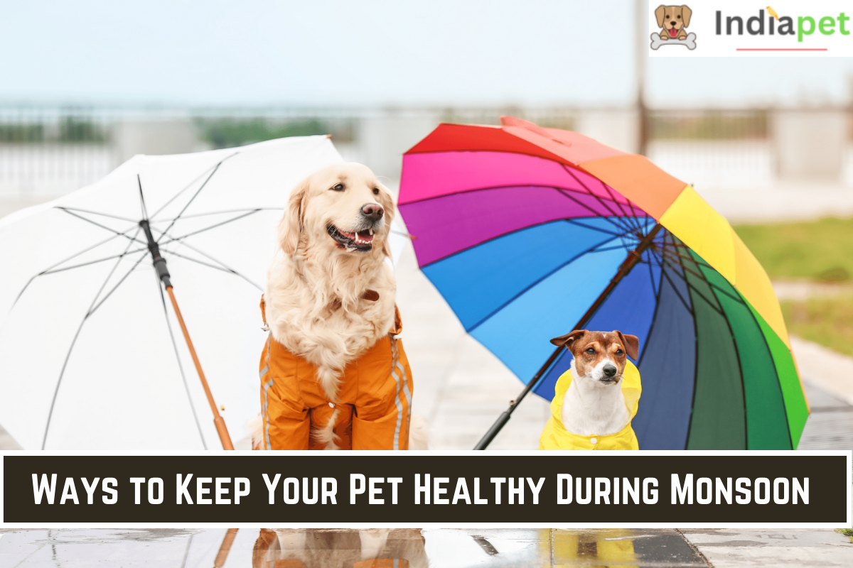 Ways to Keep Your Pet Healthy During Monsoon