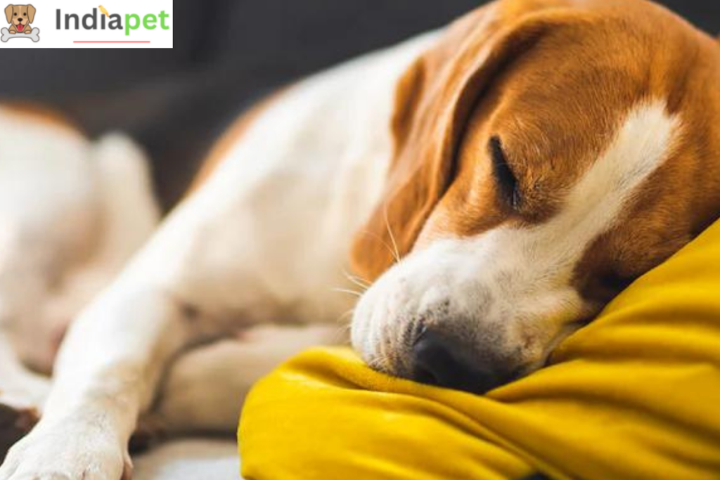 Why Do Dogs Sleep So Much ?