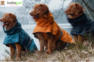Ways to Keep Your Pet Healthy During Monsoon 
