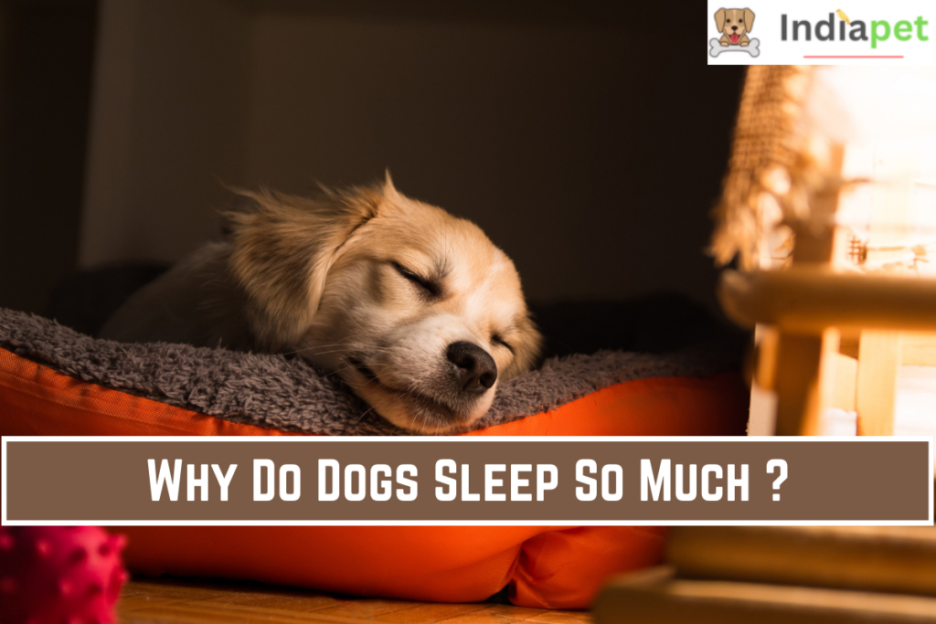 Why Do Dogs Sleep So Much ?