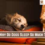 Why Do Dogs Sleep So Much ?