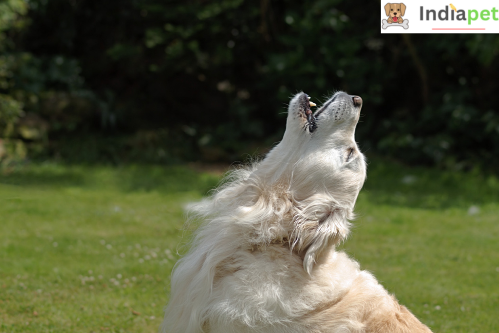 Why Do Dogs Howl - Know Reasons