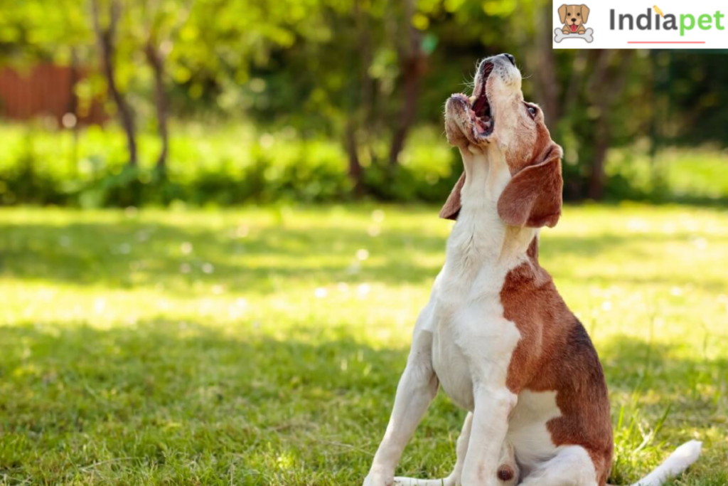 Why Do Dogs Howl - Know Reasons