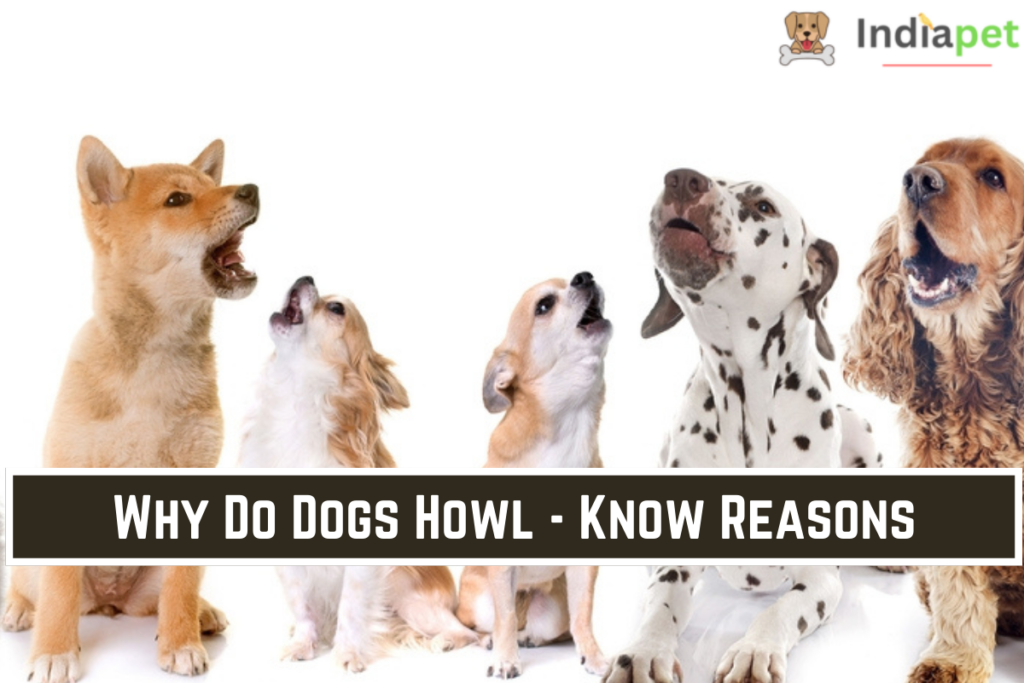 Why Do Dogs Howl - Know Reasons