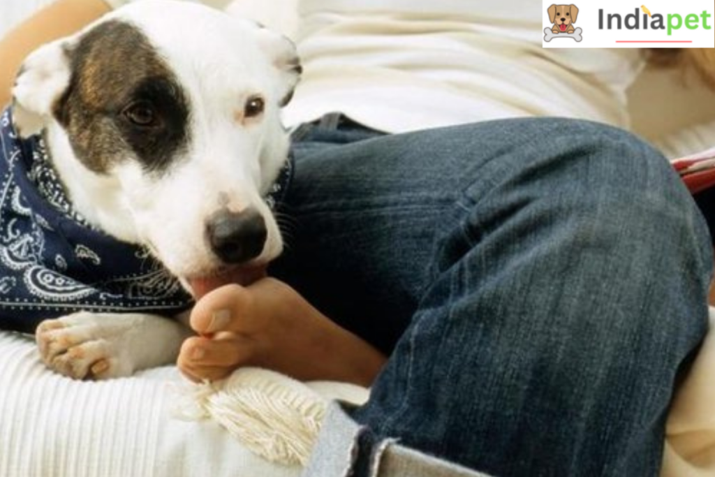 Why do dogs lick their humans feet?