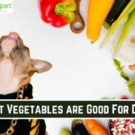 https://indiapet.in/what-vegetables-are-good-for-dogs/