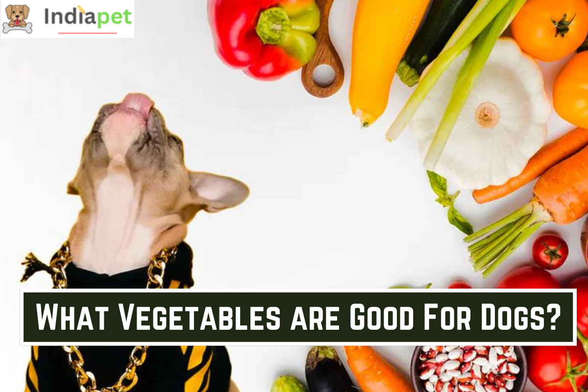 https://indiapet.in/what-vegetables-are-good-for-dogs/