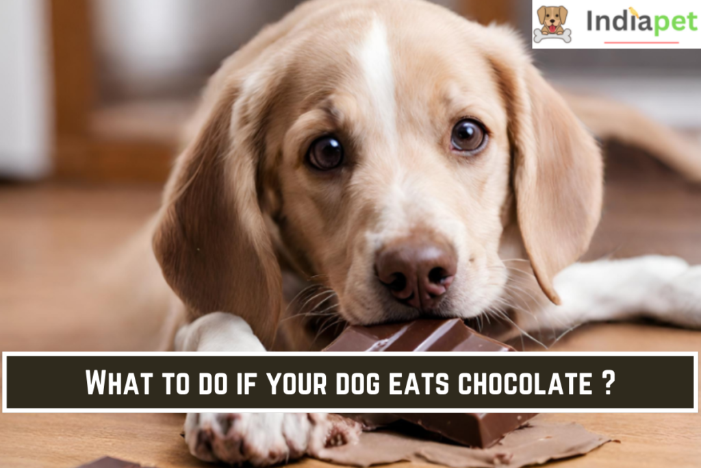 What to do if your dog eats chocolate ?