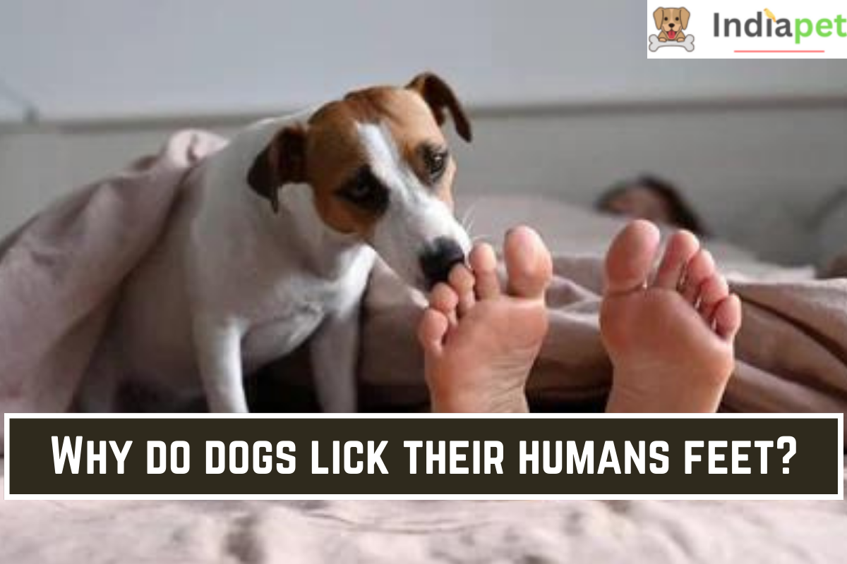 Why do dogs lick their humans feet?