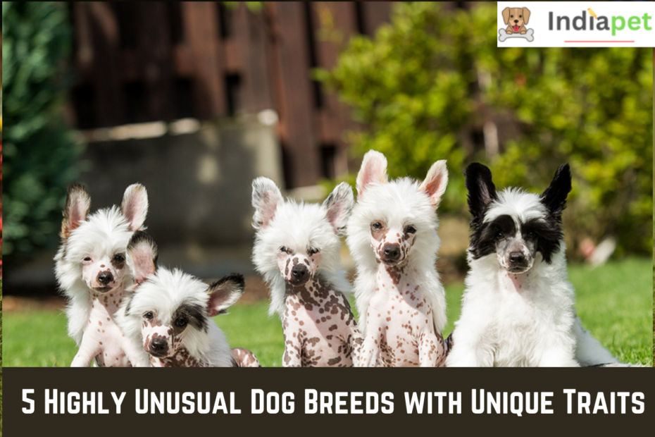 5 Highly Unusual Dog Breeds with Unique Traits
