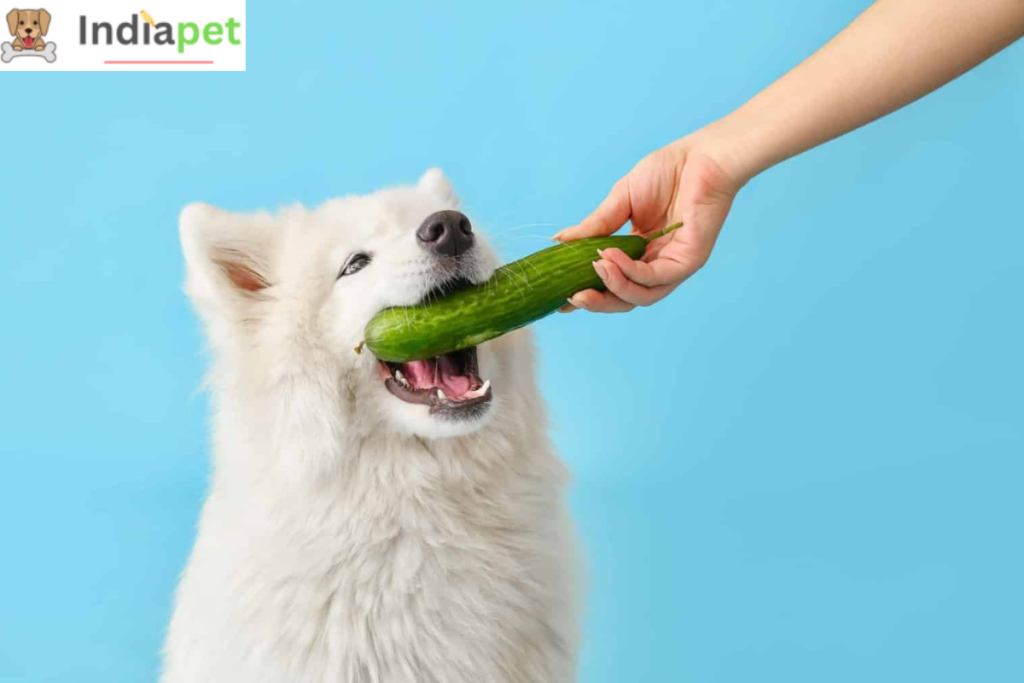 What Vegetables are Good For Dogs?