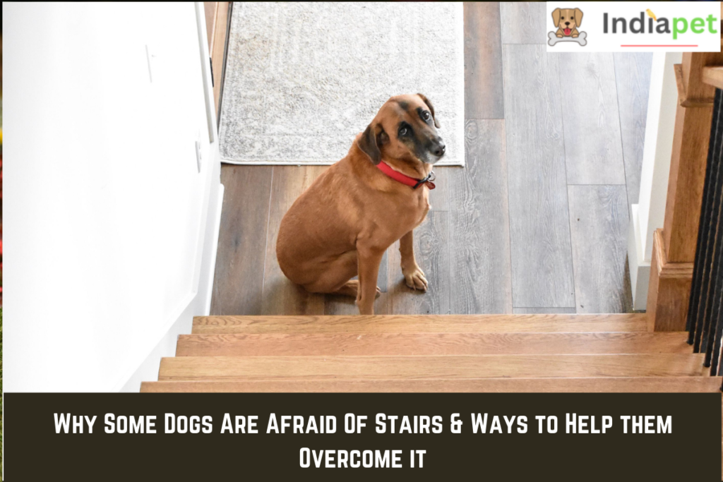 Why Some Dogs Are Afraid Of Stairs & Ways to Help them Overcome it