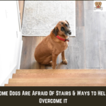 Why Some Dogs Are Afraid Of Stairs & Ways to Help them Overcome it