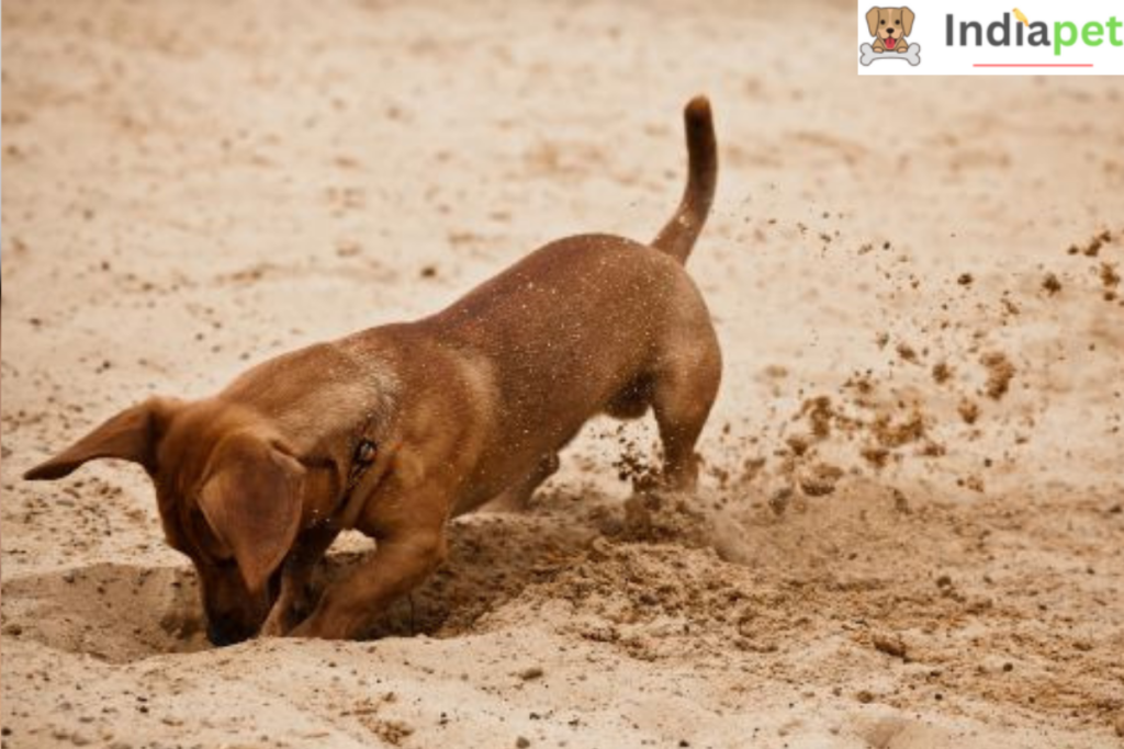 Why do dogs bury things - Know Reasons