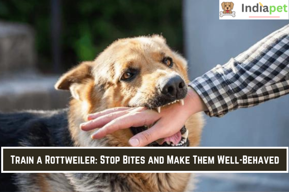 Train a Rottweiler: Stop Bites and Make Them Well-Behaved