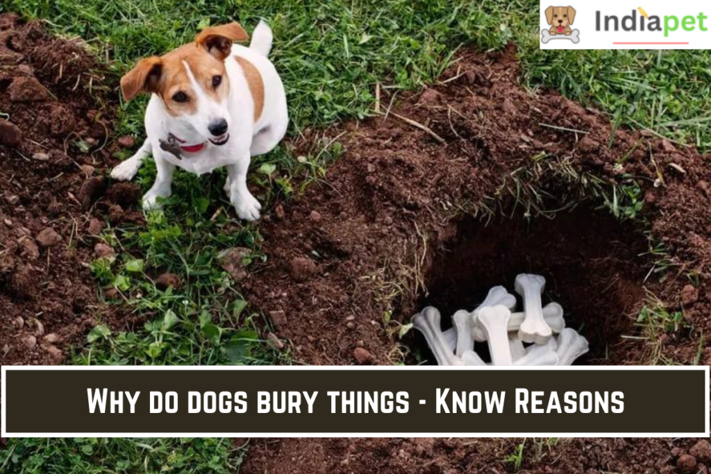 Why do dogs bury things - Know Reasons