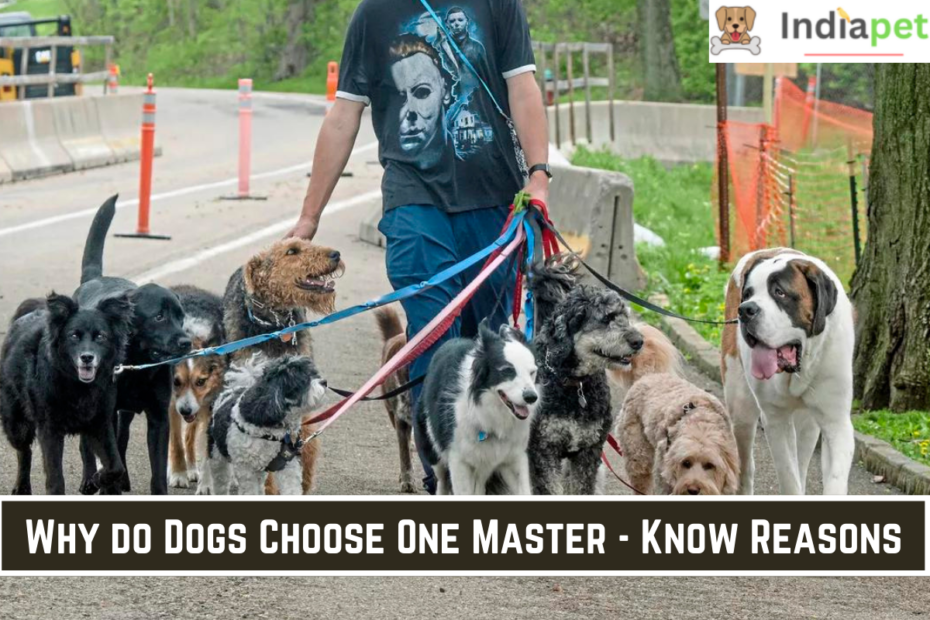 Why do Dogs Choose One Master - Know Reasons