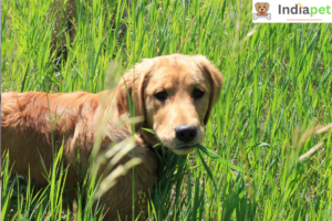 Why do dogs Eat Grass? Causes & Prevention