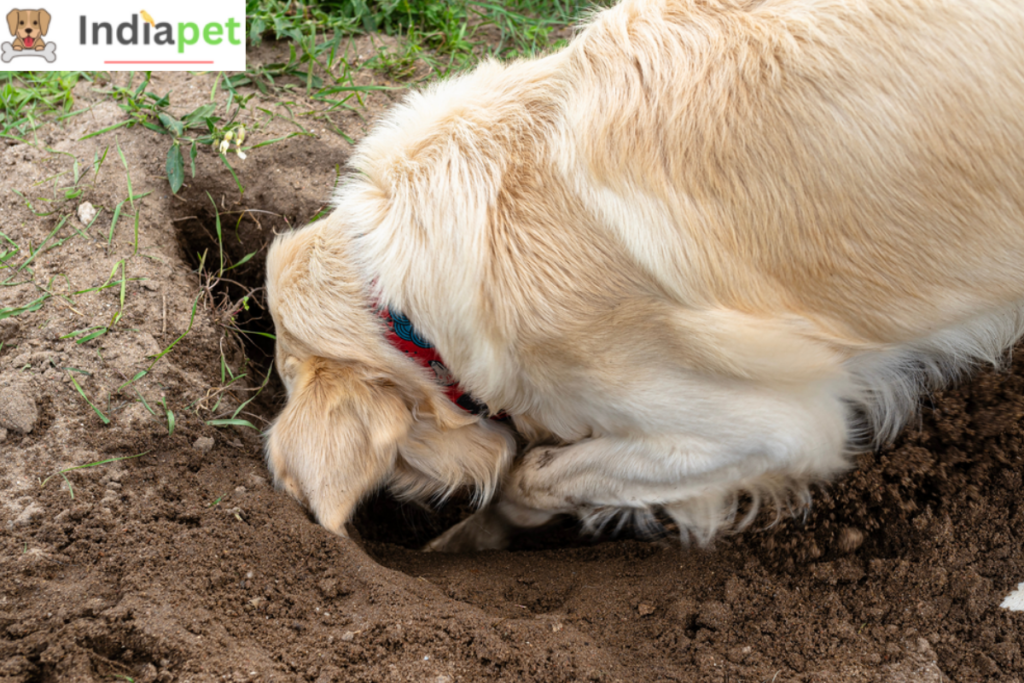 Why do dogs bury things - Know Reasons