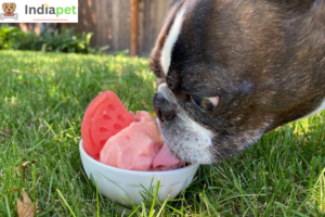 What to Feed Your Dog in Summers?
