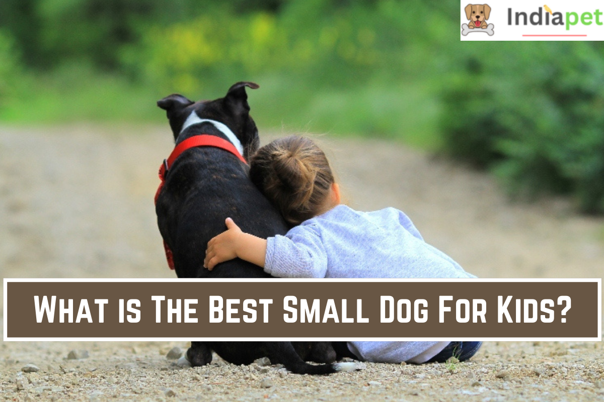 What is The Best Small Dog For Kids?