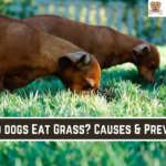 Why do dogs Eat Grass? Causes & Prevention