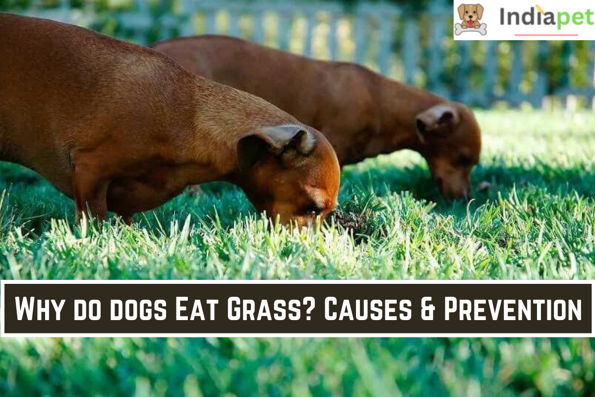 Why do dogs Eat Grass? Causes & Prevention