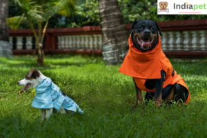 Ways to Keep Your Pet Healthy During Monsoon 