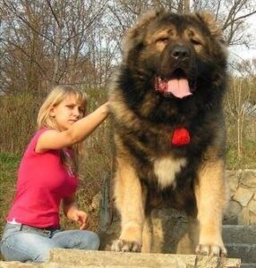 Russian Bear Dog - breed