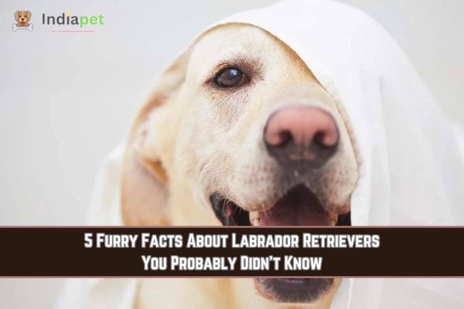5 Furry Facts About Labrador Retrievers You Probably Didn't Know