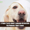 5 Furry Facts About Labrador Retrievers You Probably Didn't Know