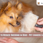 10 Ways to Reduce Shedding in Dogs