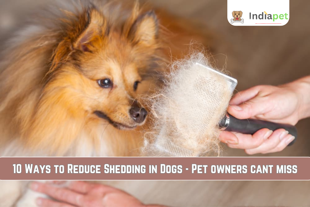 10 Ways to Reduce Shedding in Dogs