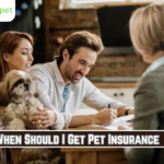 When Should I Get Pet Insurance?