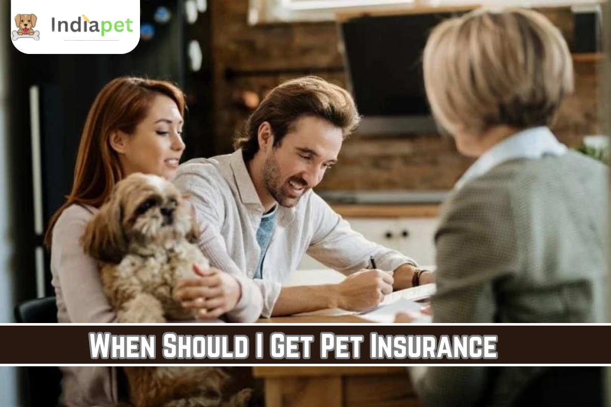 When Should I Get Pet Insurance?