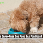 Is Grain-Free Dog Food Bad For Dogs