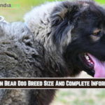 Russian Bear Dog Breed Size And Complete Information