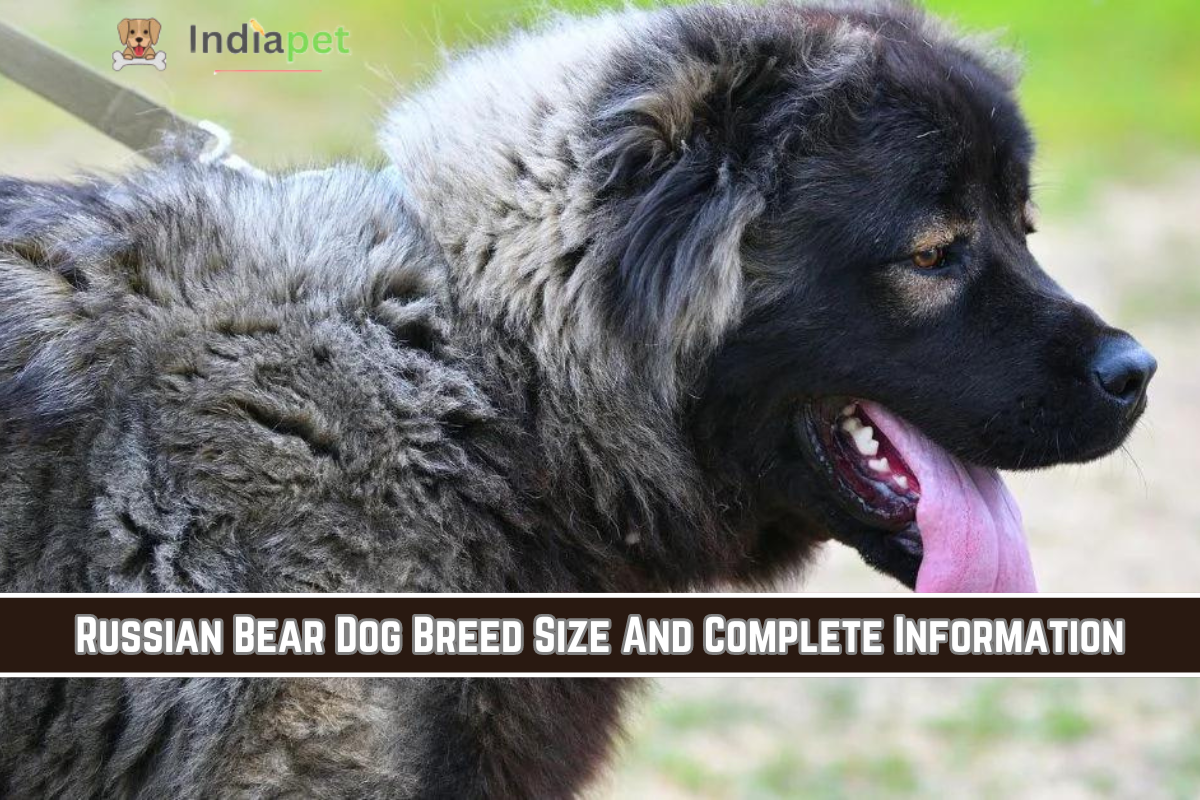 Russian Bear Dog Breed Size And Complete Information